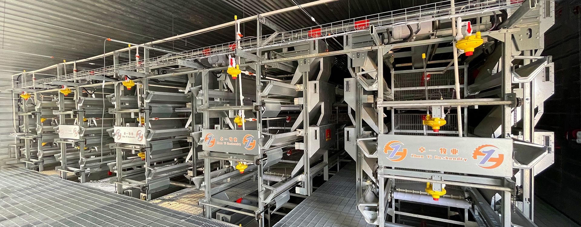 掌握蛋雞養(yǎng)殖要點，輕松進行飼養(yǎng)工作