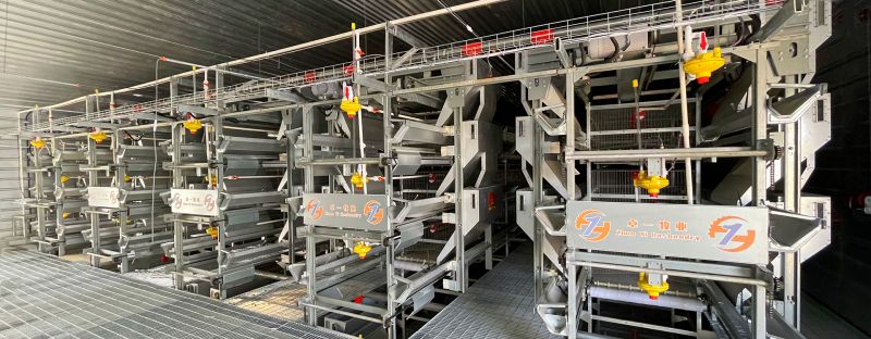 掌握蛋雞養(yǎng)殖要點(diǎn)，輕松進(jìn)行飼養(yǎng)工作