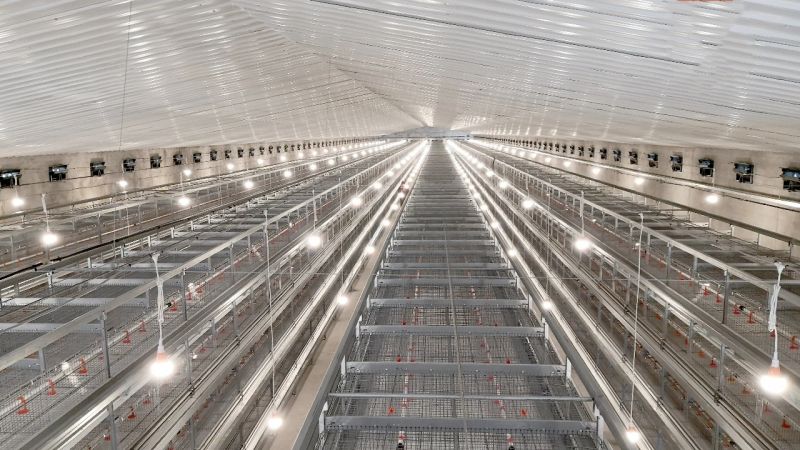 這種蛋雞飼養(yǎng)設(shè)備使用時(shí)會(huì)遇到哪些問題？