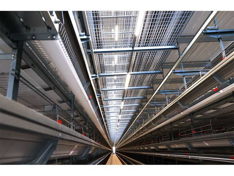 111萬只雞被撲殺！日本禽流感帶給我們的啟示