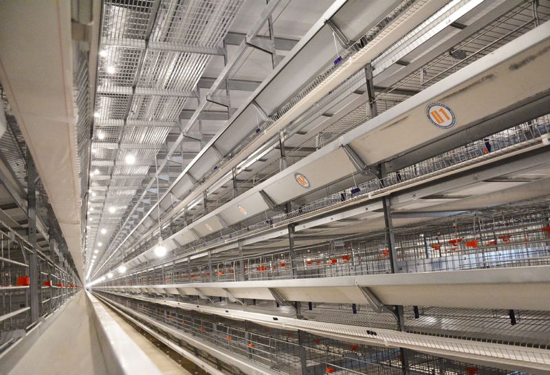 使用超高層疊養(yǎng)雞設(shè)備，消毒工作要做好