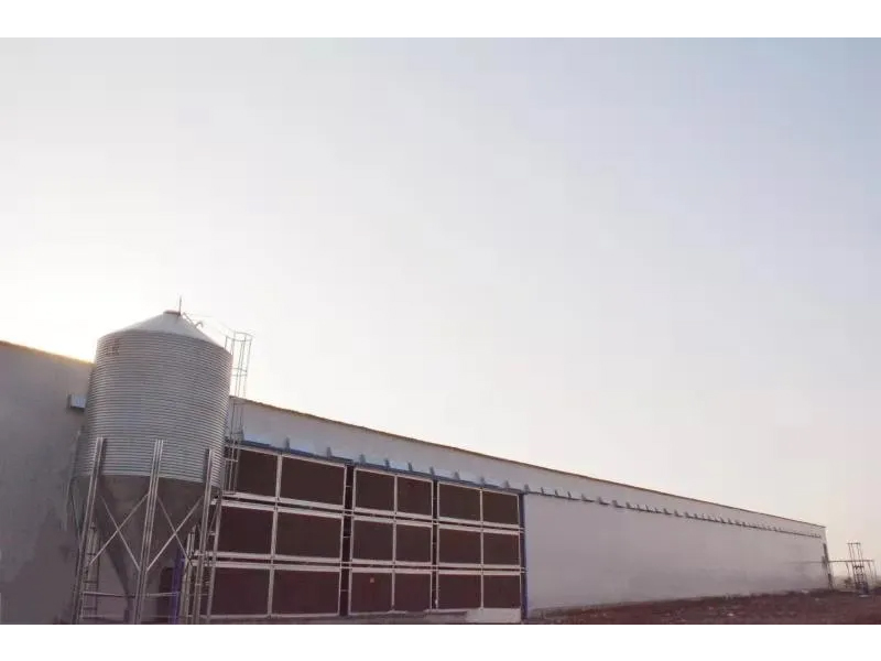 想要把雞養(yǎng)好，這些細(xì)節(jié)不可忽視