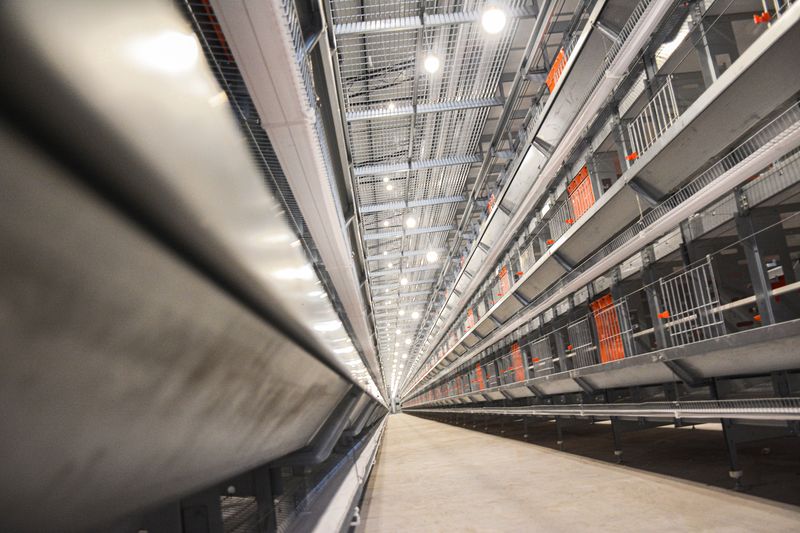 使用12層大規(guī)模產(chǎn)業(yè)養(yǎng)雞有什么好處？