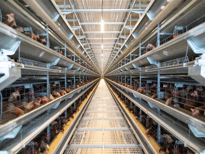 秋季養(yǎng)雞，如何做好雞舍的通風(fēng)管理工作？