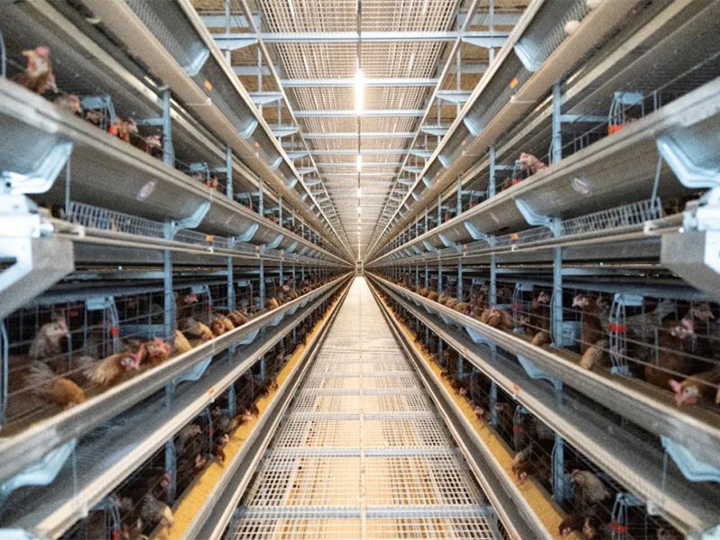 秋季養(yǎng)雞，如何做好雞舍的通風(fēng)管理工作？