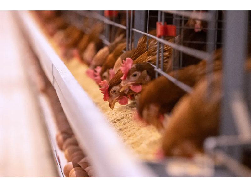 冬季來臨，養(yǎng)殖戶注意做好設(shè)備安全管理