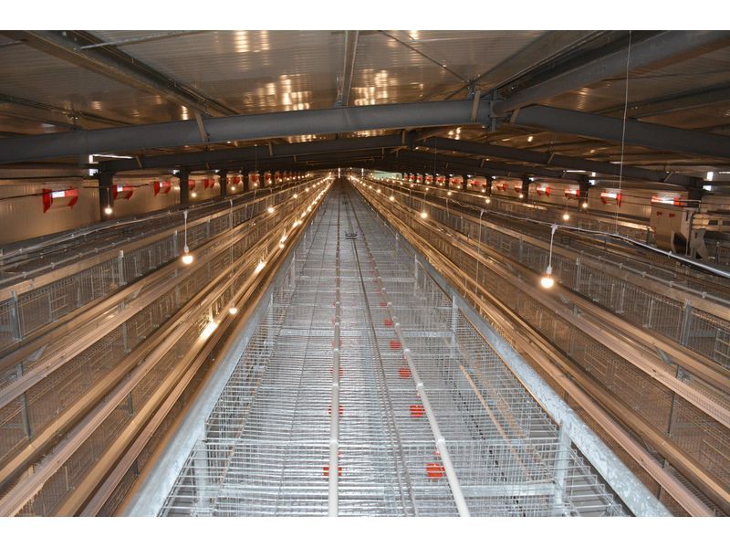 全自動化養(yǎng)雞設(shè)備打造“智慧工廠”，產(chǎn)業(yè)升級帶領(lǐng)高質(zhì)量發(fā)展